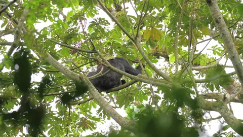 Chimpanzee in motion and climbing tree tops Video stock 135725851