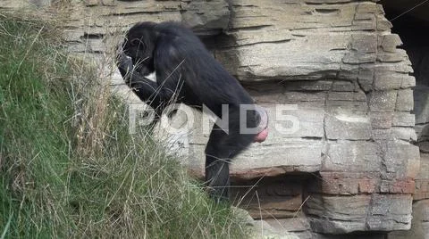 Chimpanzee moving on grass hill in front of mountain rock Stock Photos