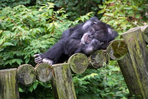 Chimpanzee napping on logs Stock Photos