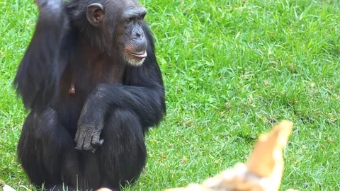 Chimpanzee (Pan troglodytes), also known as the common or robust chimpanzee,  Stock Footage 106901266