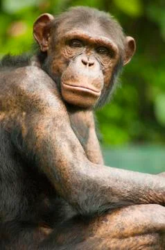 Chimpanzee Stock Photos