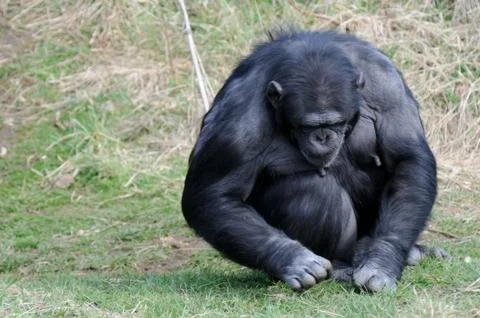 Chimpanzee Stock Photos