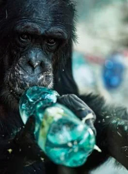 Chimpanzee Stock Photos