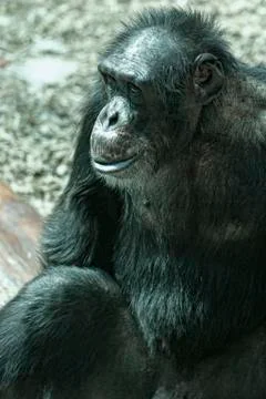 Chimpanzee 스톡 사진