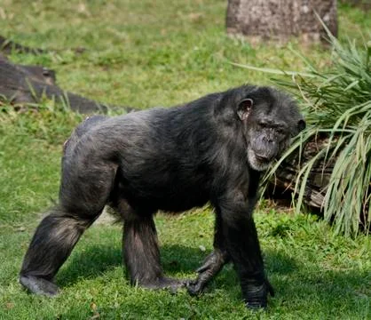 Chimpanzee Stock Photos
