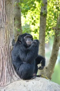 Chimpanzee 스톡 사진