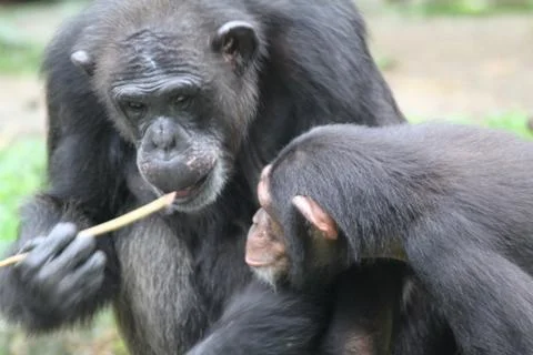 Chimpanzee Stock Photos