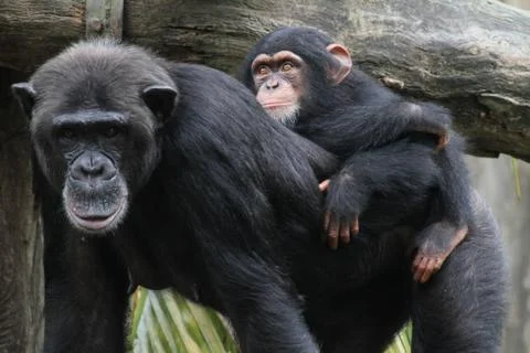 Chimpanzee Stock Photos