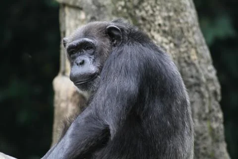 Chimpanzee Stock Photos