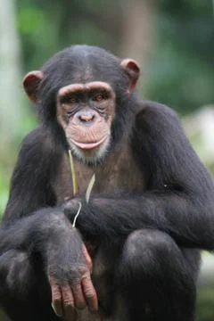 Chimpanzee Stock Photos