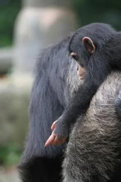 Chimpanzee Stock Photos