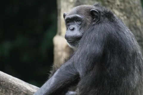 Chimpanzee Stock Photos