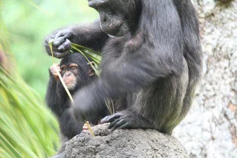 Chimpanzee Stock Photos