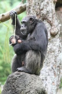 Chimpanzee Stock Photos