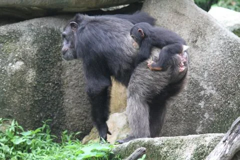 Chimpanzee Stock Photos