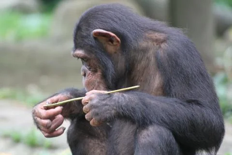Chimpanzee Stock Photos