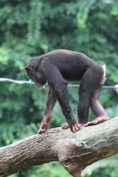 Chimpanzee Stock Photos
