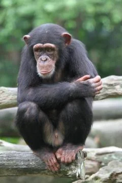 Chimpanzee Stock Photos