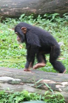 Chimpanzee Stock Photos