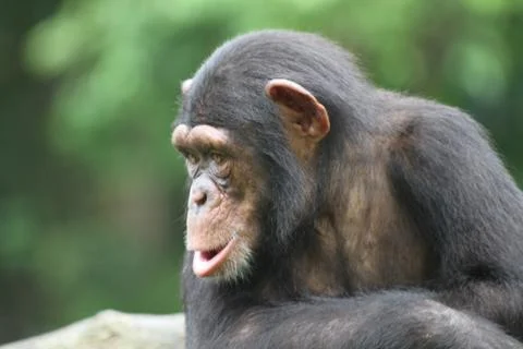 Chimpanzee Stock Photos
