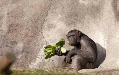 Chimpanzee Foto stock