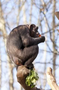 Chimpanzee Foto stock
