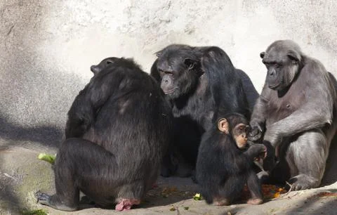 Chimpanzee Foto stock
