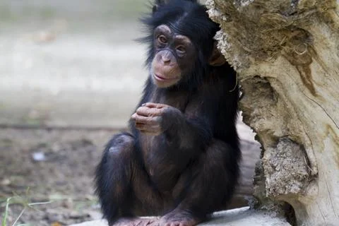Chimpanzee Foto stock