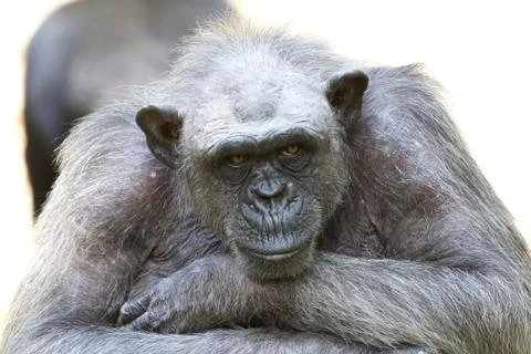 Chimpanzee Foto stock