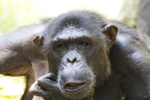 Chimpanzee Foto stock