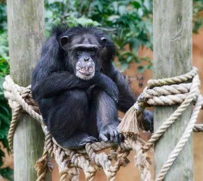 Chimpanzee Stock Photos