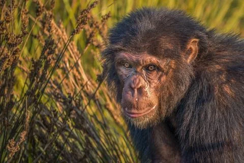 The chimpanzee Stock Photos