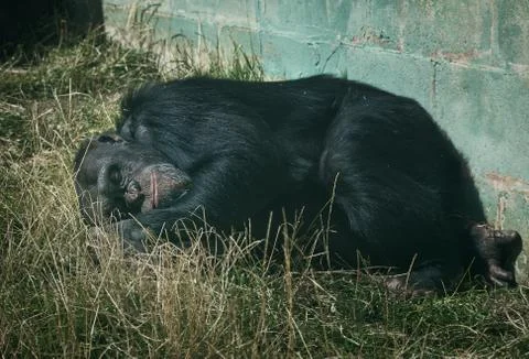 Chimpanzee Stock Photos