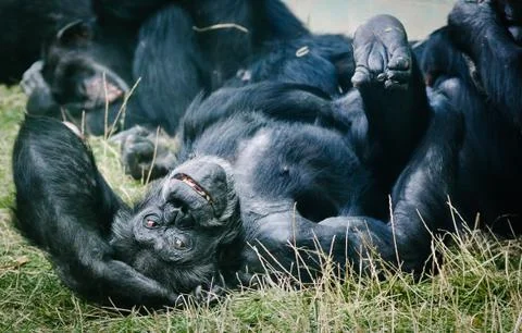 Chimpanzee Stock Photos