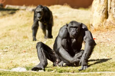 Chimpanzee Stock Photos