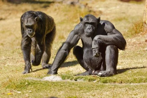 Chimpanzee Stock Photos