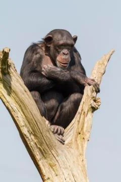 Chimpanzee Stock Photos