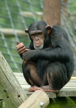 Chimpanzee Stock Photos