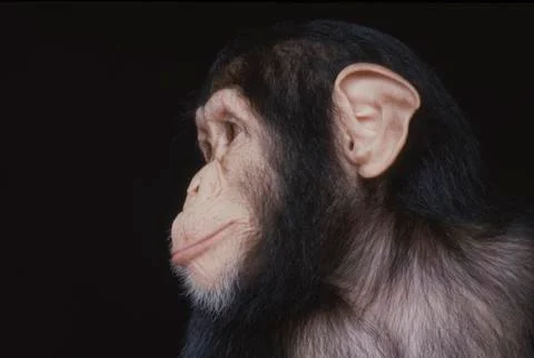 Chimpanzee Foto stock
