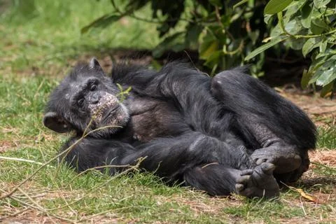 Chimpanzee Stock Photos