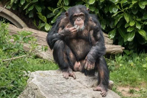 Chimpanzee Stock Photos