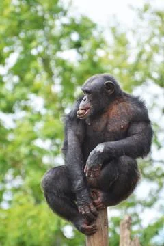 Chimpanzee Stock Photos