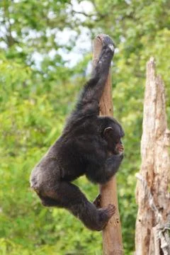 A chimpanzee Stock Photos