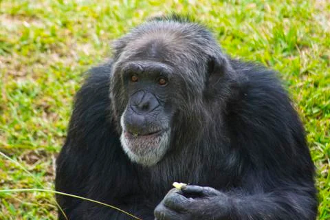 Chimpanzee Stock Photos