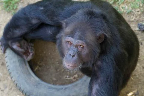 Chimpanzee Stock Photos