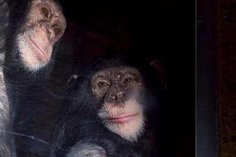 Chimpanzee Stock Photos