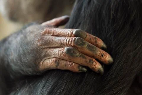 Chimpanzee Stock Photos