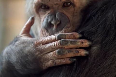 Chimpanzee Stock-Fotos