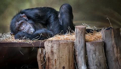 Chimpanzee. Stock Photos