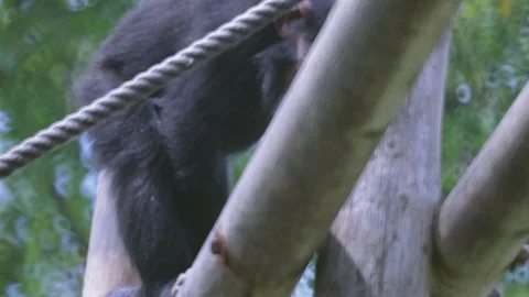 Chimpanzee playing Video stock 110989805
